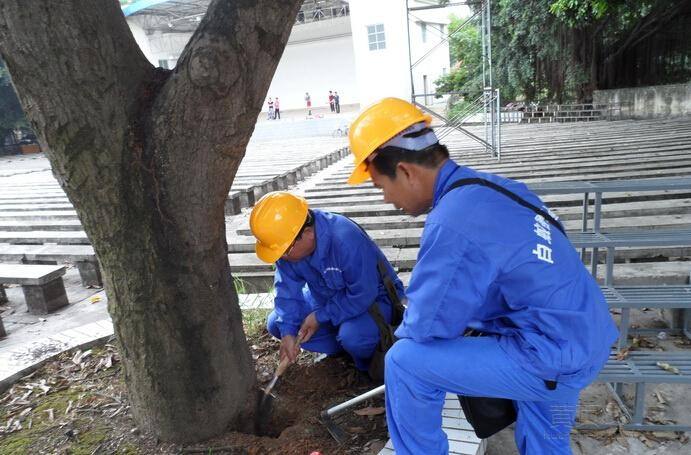 金湾正规的白蚁防治