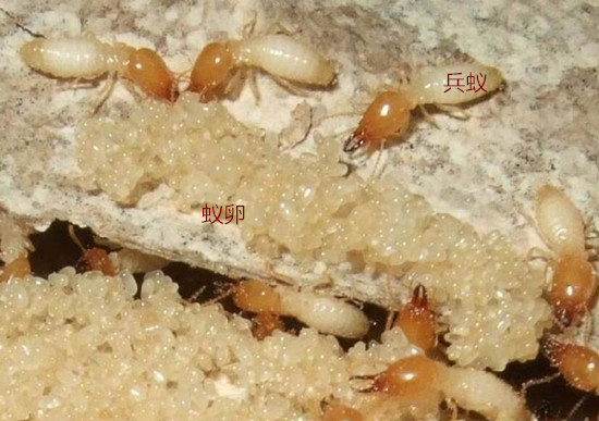 珠海白蚁防治公司 珠海白蚁预防公司 珠海灭杀白蚁公司 珠海消杀公司(图9)